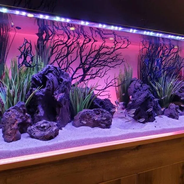 4 Best Aquarium Decorations for a Stunning Look 4 Best Aquarium Decorations for a Stunning Look