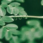 Can Moringa Powder Reverse Grey Hair Naturally?