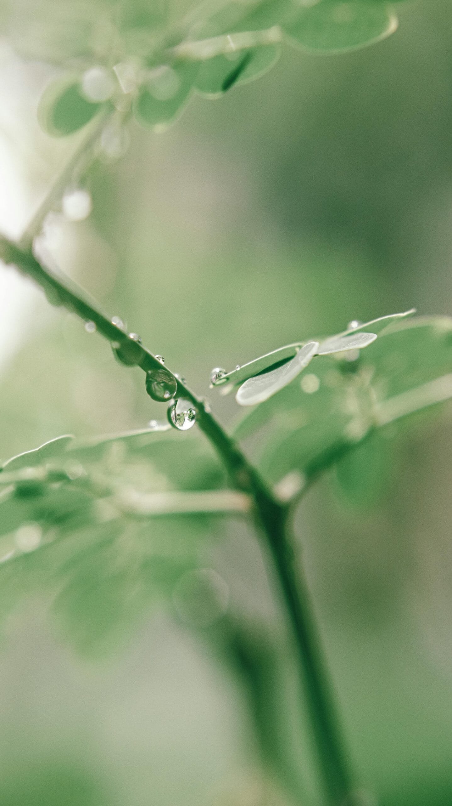 Can Moringa Powder Reverse Grey Hair Naturally?