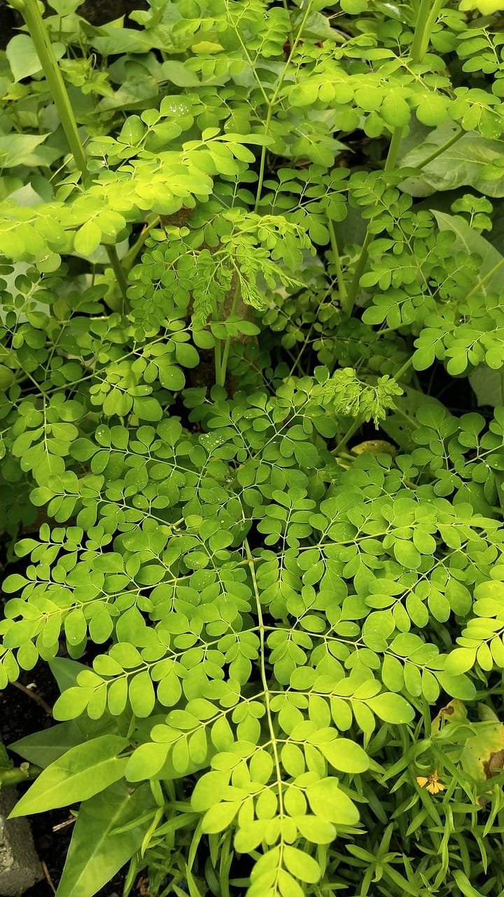 Exploring Does Moringa Detox the Body?