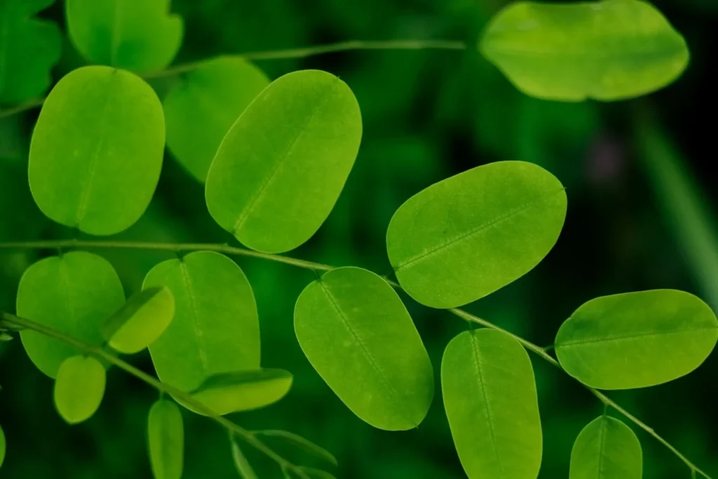 Exploring How Moringa Can Support Bone Health