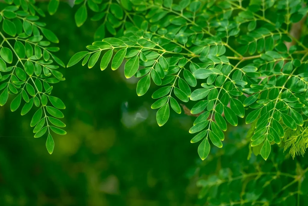 Exploring the Benefits of Taking Moringa Daily