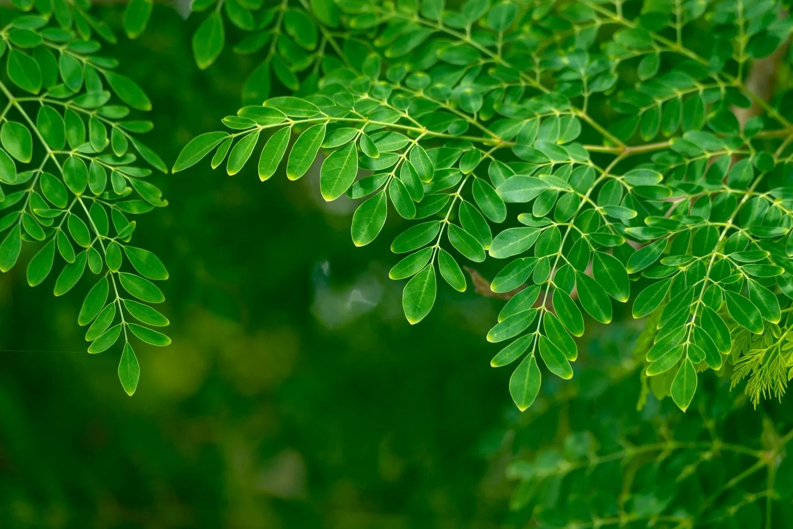 Exploring the Benefits of Taking Moringa Daily