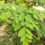 How Moringa Aids Muscle Recovery
