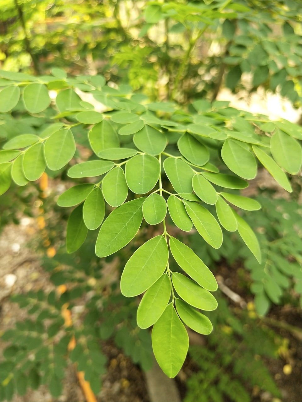 How Moringa Aids Muscle Recovery