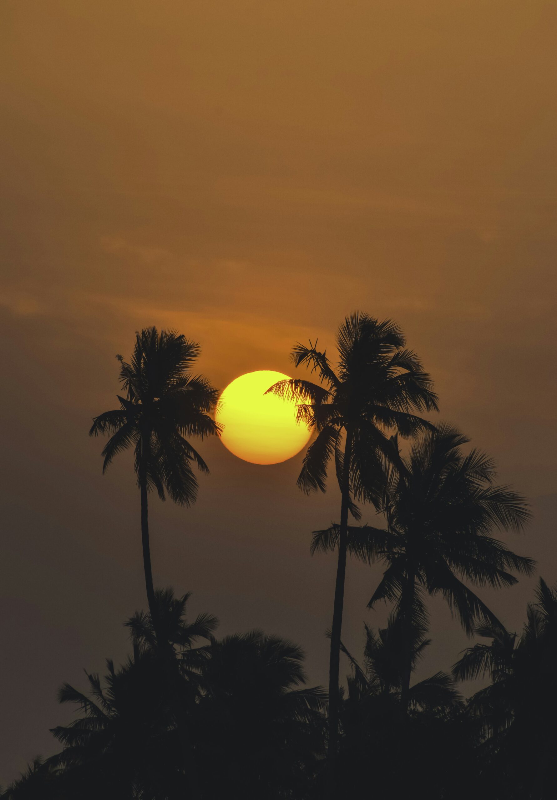 Should I Take Moringa in the Morning or at Night?