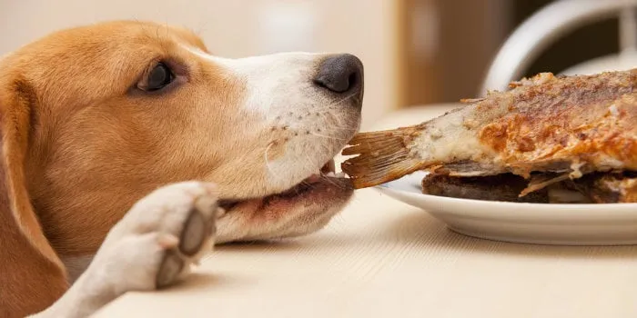 Thanksgiving Etiquette: Should You Bring Your Dog?