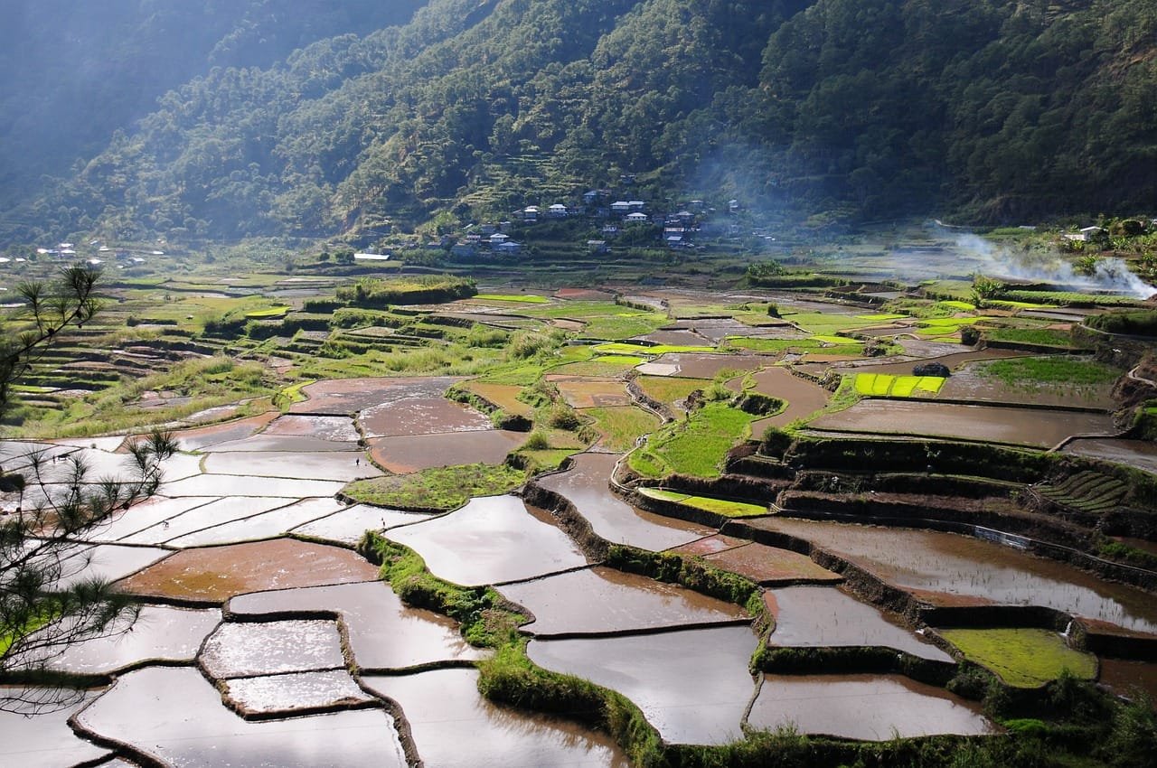 What Types of Rice Are Allowed on the Mediterranean Diet?