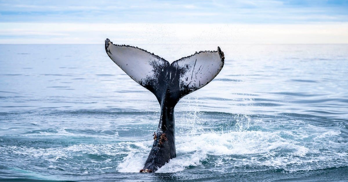 Norway’s Whales Harassed, and Threatened, by “Nonstop” Underwater Din – Mother Jones