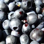 Does Coffee Help Reduce Hunger in Weight Loss?