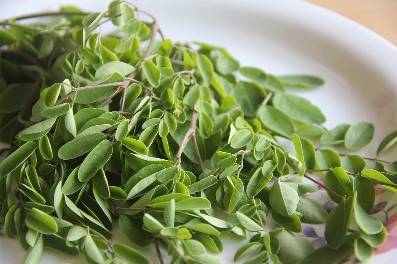 Exploring the Nutrients in Moringa