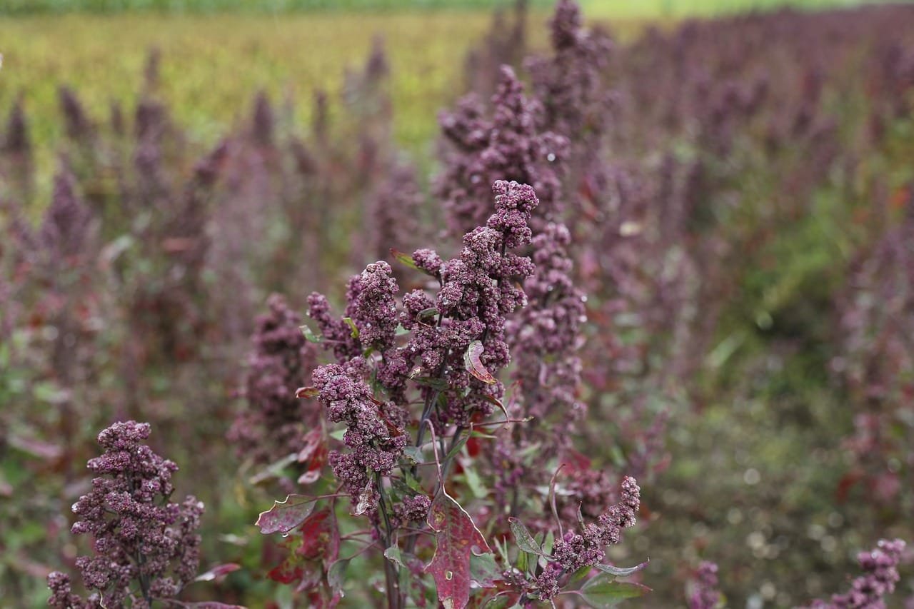 Is Quinoa Considered Part of the Mediterranean Diet?