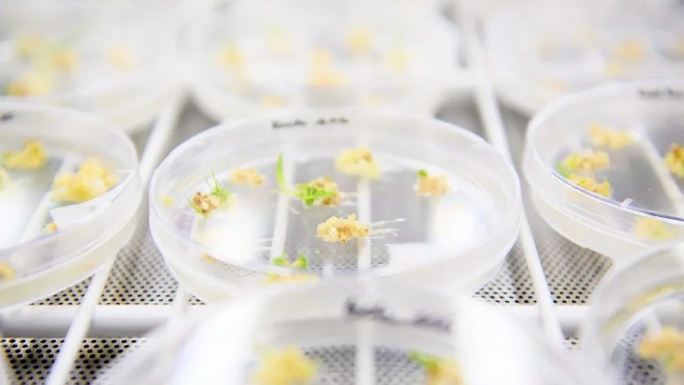 Meet the Plant Hacker Creating Flowers Never Seen (or Smelled) Before – Mother Jones