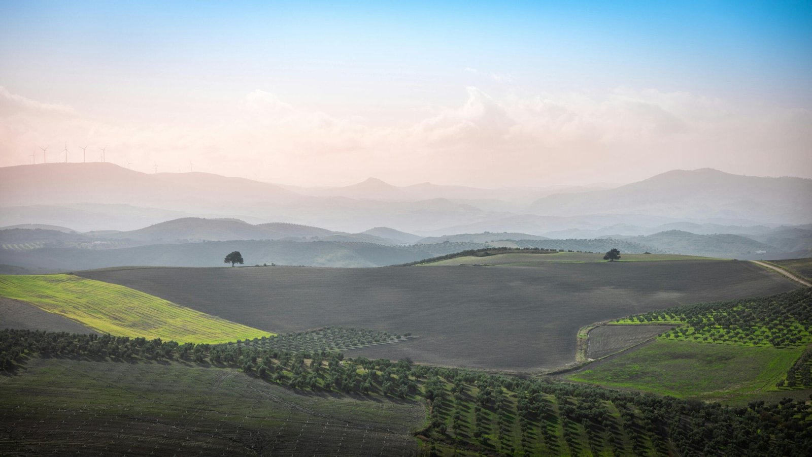 Recommended Oils for the Mediterranean Diet