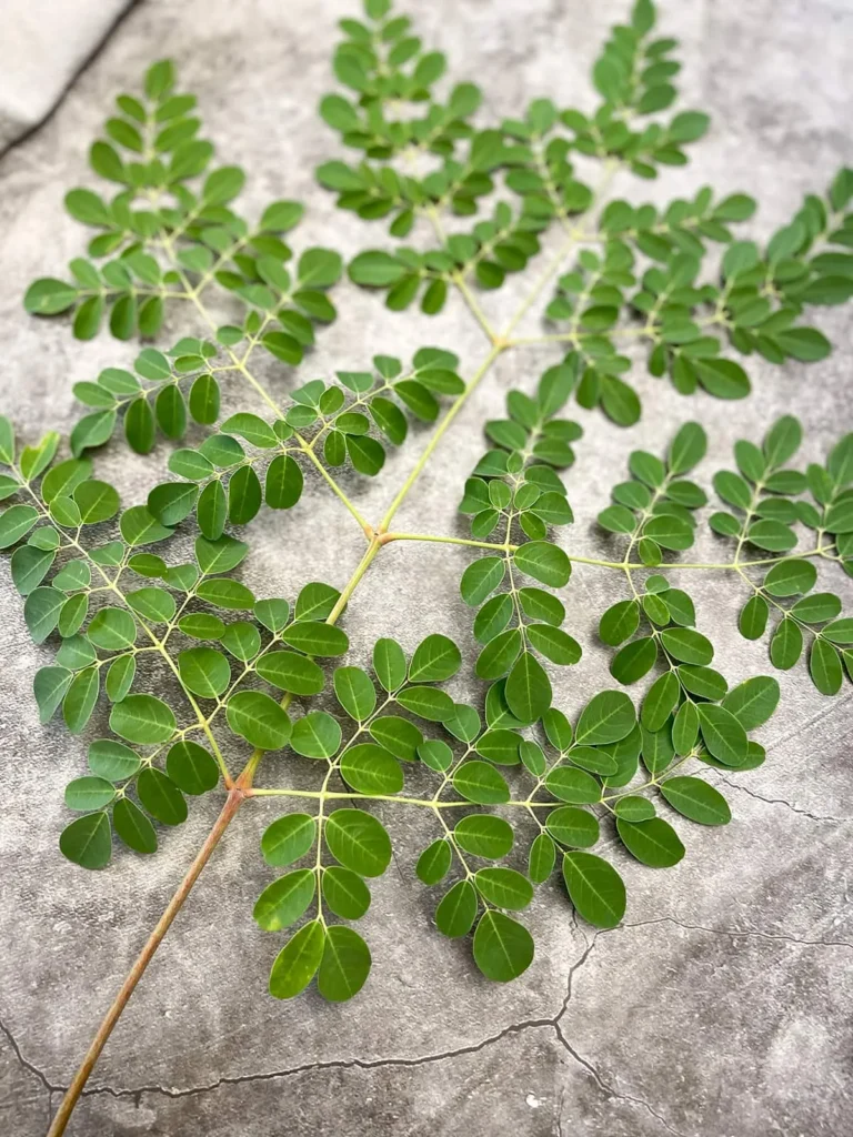 Uncover the Recovery Advantages of Moringa: Nature’s Awe Plant | ,uncover the recovery advantages of moringa: nature’s awe plant, nature’s Uncover the Recovery Advantages of Moringa: Nature’s Awe Plant | ,uncover the recovery advantages of moringa: nature’s awe plant, nature’s