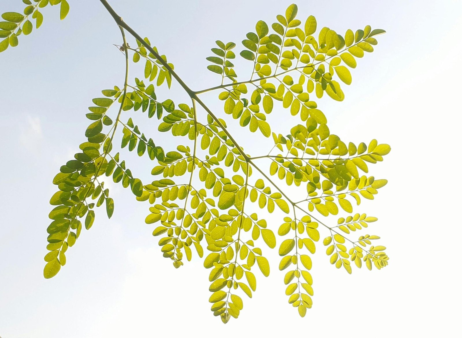 Can Moringa Help with Diabetes Management?
