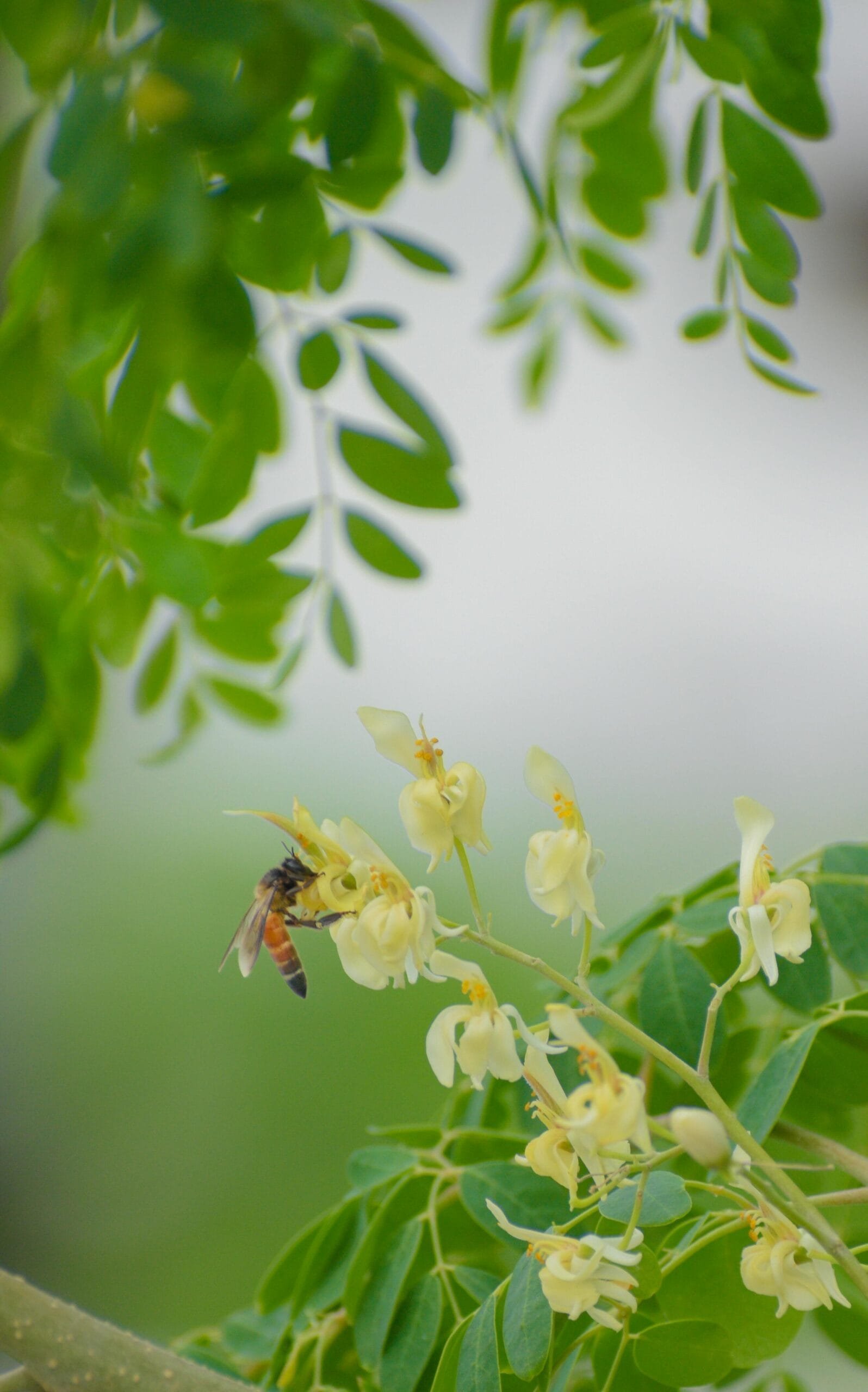 Can Moringa Help with Diabetes Management?