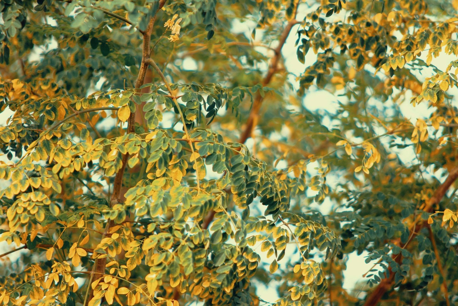 Can Moringa Help with Diabetes Management?