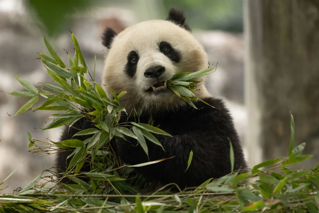 Giant panda cam livestream: Watch Bao Li and Qing Bao make their National Zoo debut in D.C.