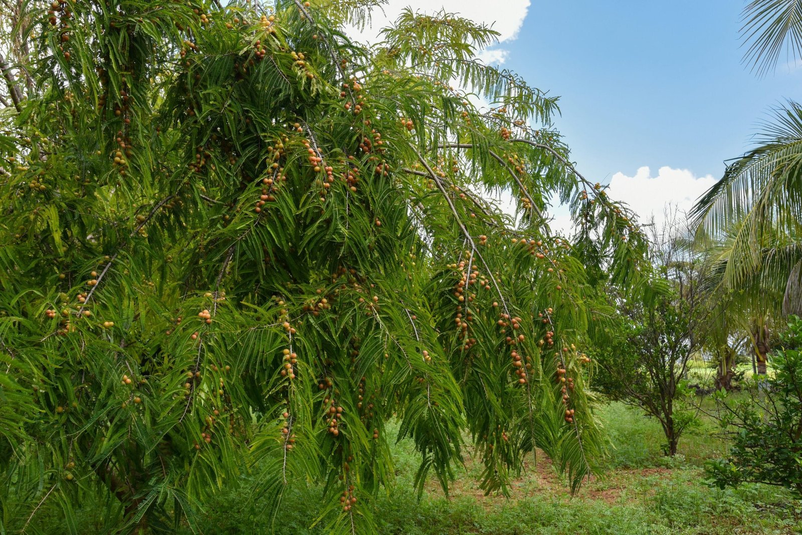 How Amla Enhances Digestion and Metabolic Health in Mitolyn