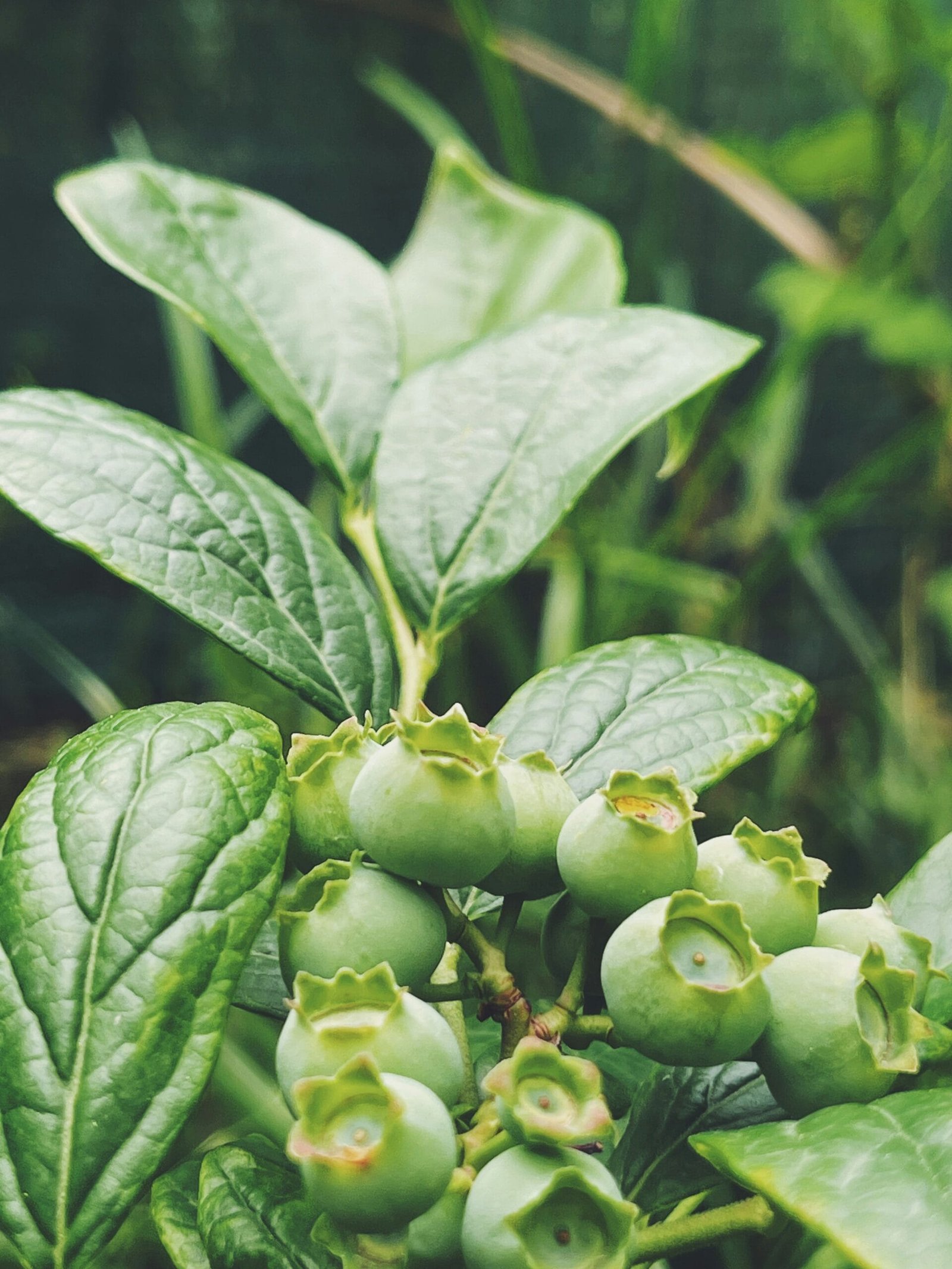 How Maqui Berry Enhances Mitochondrial Function in Mitolyn