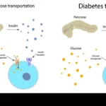 Unlocking the Power of Sugar Metabolism Support: How It Can Benefit Your Health