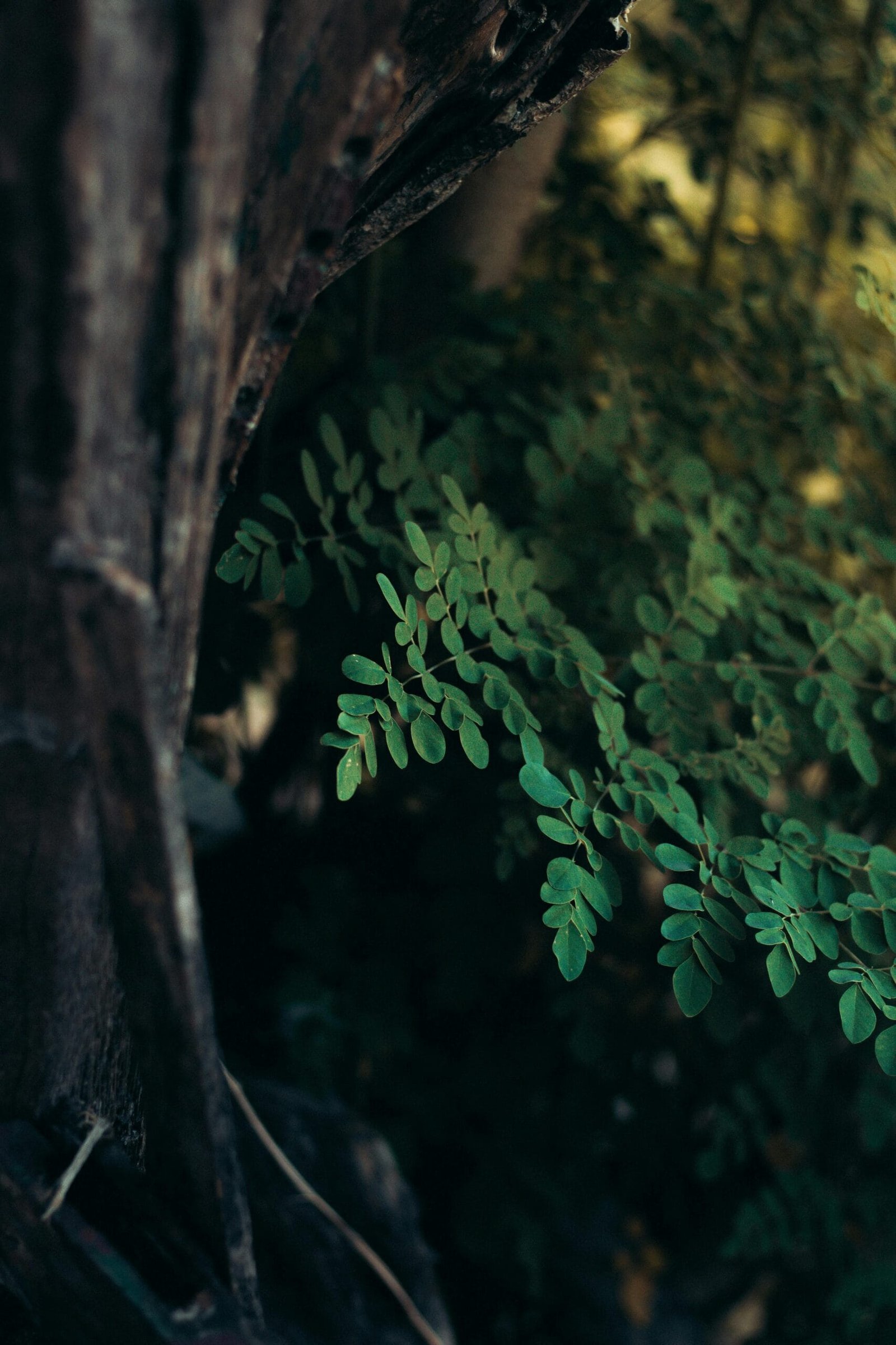 Does Moringa Improve Sleep Quality for Better Rest?