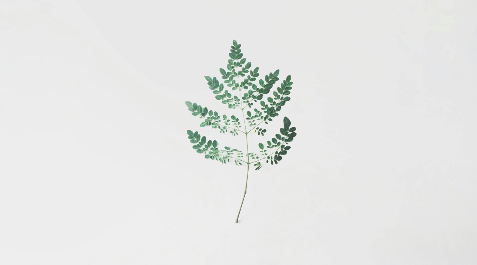 Does Moringa Improve Sleep Quality for Better Rest?