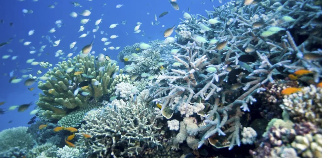 Coral Reefs Face Bleaching Crisis – Is Recovery Possible?