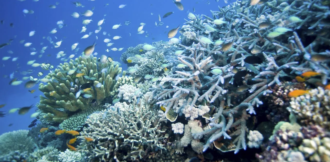 Coral Reefs Face Bleaching Crisis – Is Recovery Possible?