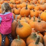 Pumpkins’ journey from ancient food staple to spicy fall obsession spans thousands of years