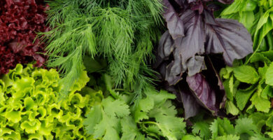 11 Lesser Known Indian Leafy Vegetables: HealthifyMe